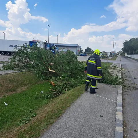 Baum über Straße 4