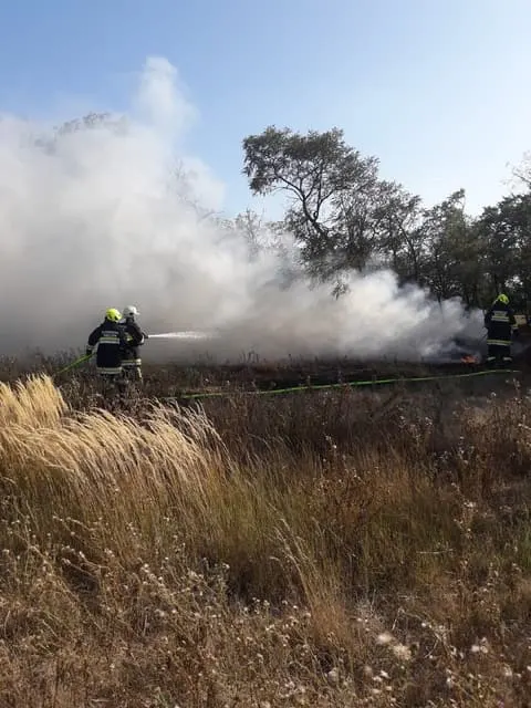 Waldbrand 1